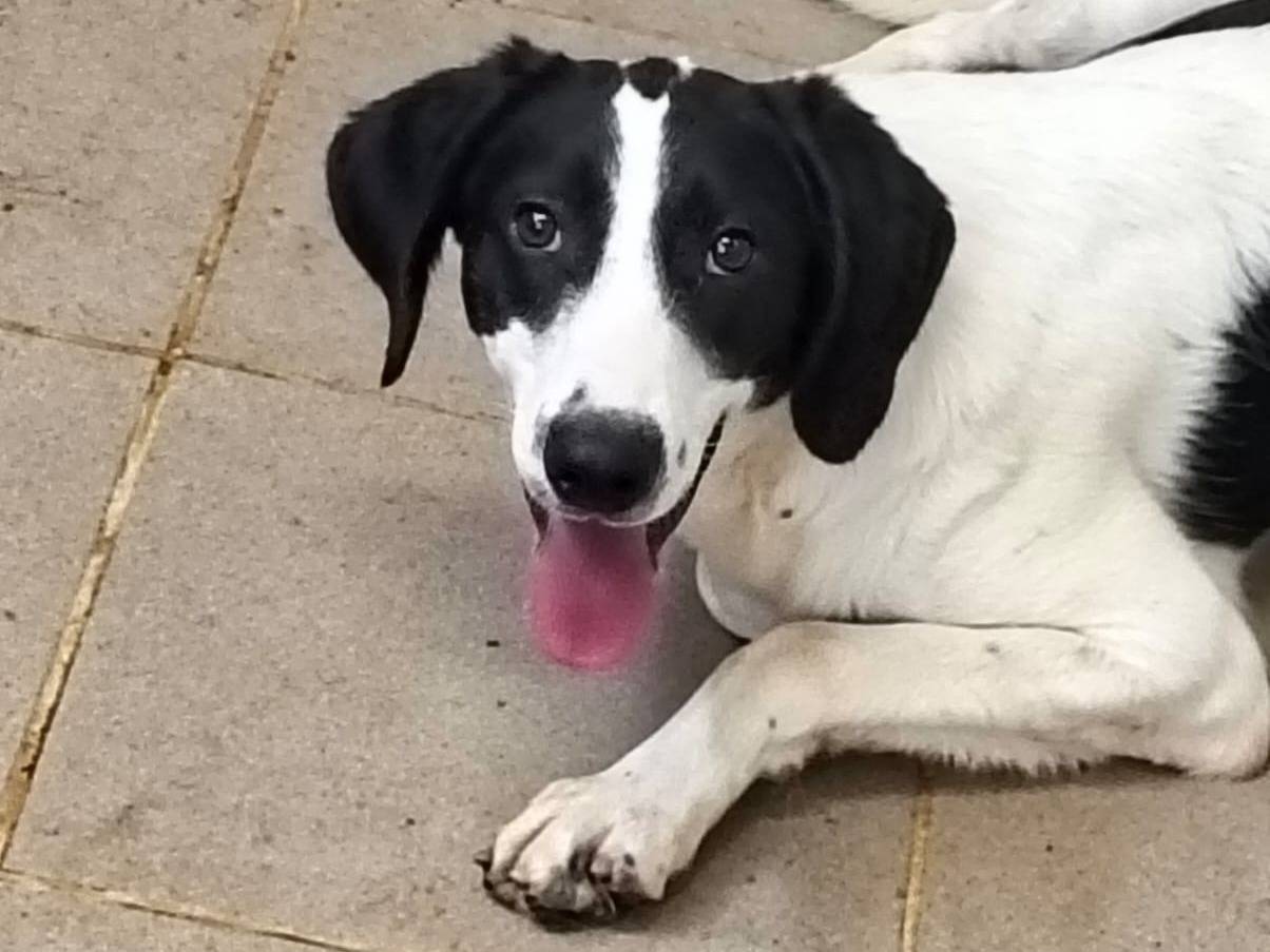 Adotta un cane, taglia media contenuta, maschio, Torino