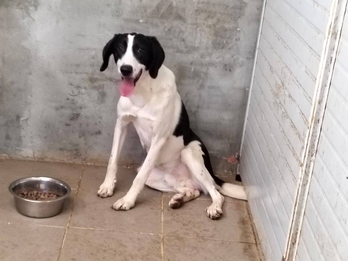 Vuoi adottare un cane a Torino?