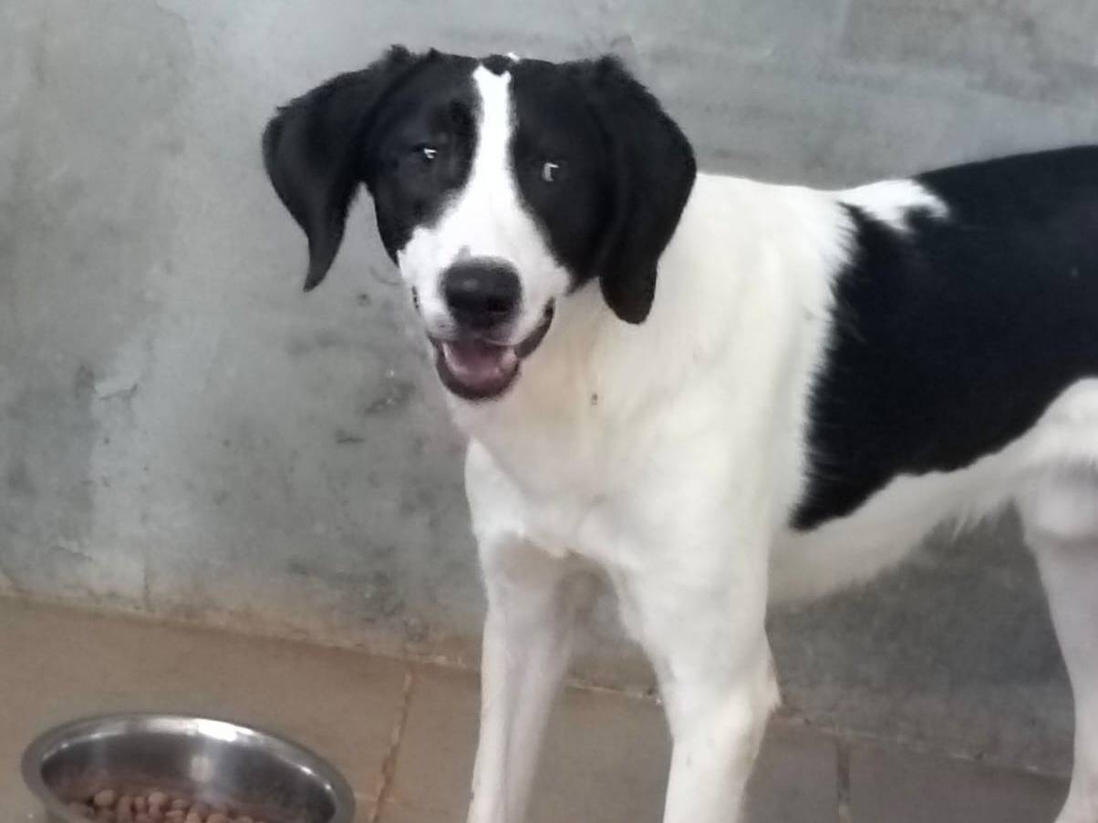 Adotta il cane Kevin a Torino