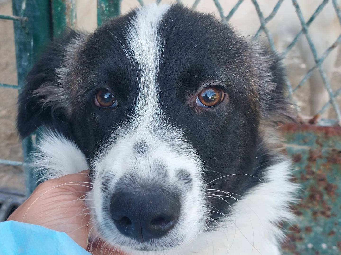 Adozione cane, femmina, Razza sconosciuta Razza sconosciuta, 5 mesi, taglia media contenuta, Crotone