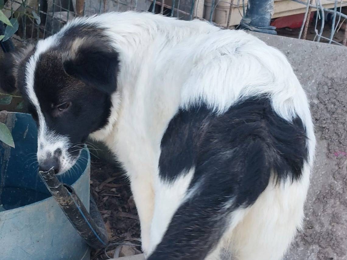 Adotta un cane, femmina, 5 mesi, Crotone