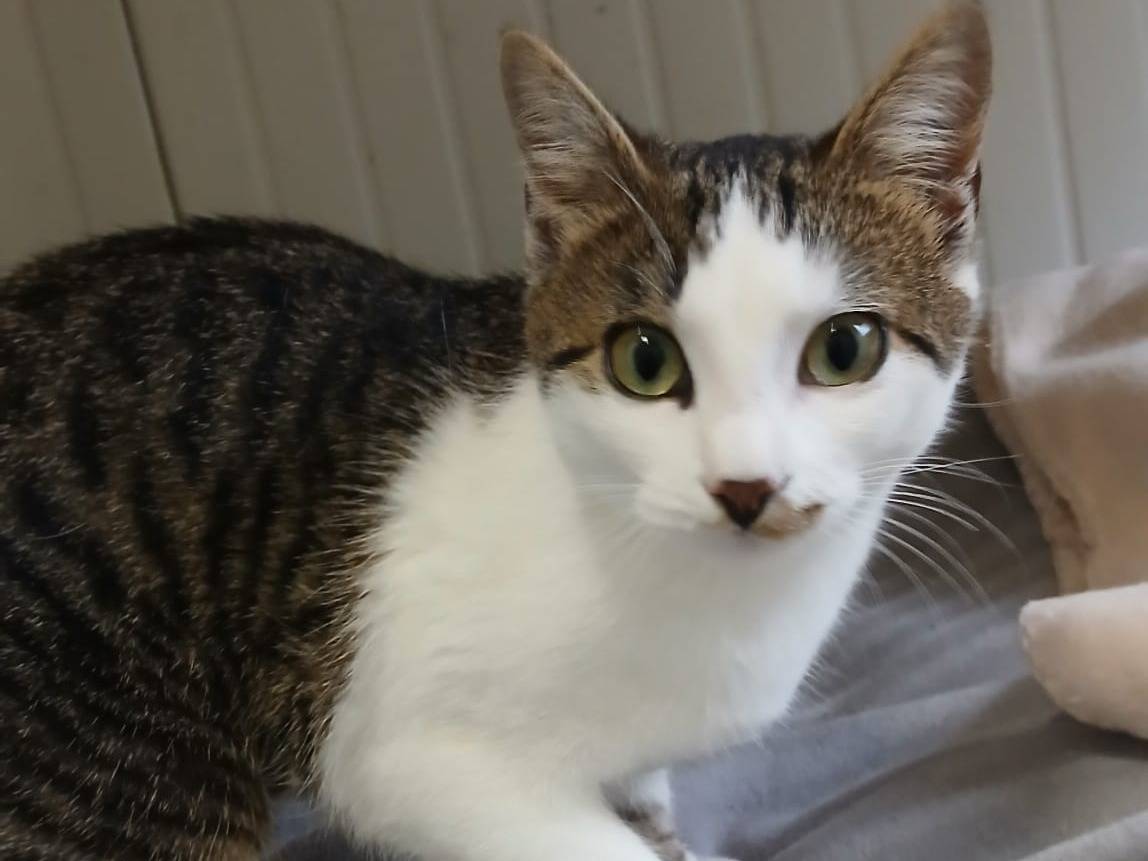 Adozione gatto, femmina, Razza sconosciuta Razza sconosciuta, 8 mesi, taglia non valida, Parma