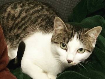 Adotta un gatto, femmina, 8 mesi, Parma