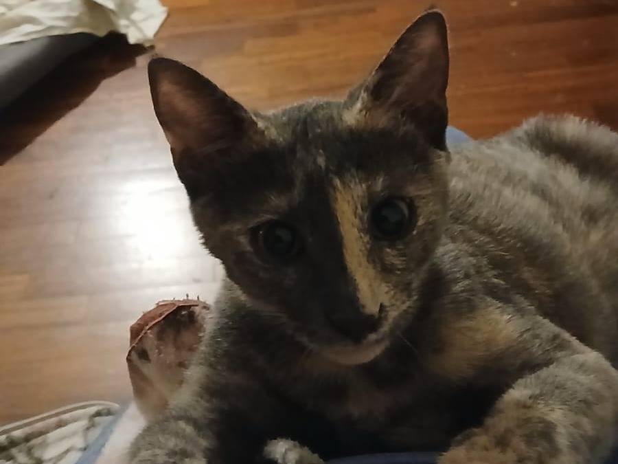 Adozione gatto, femmina, Razza sconosciuta Razza sconosciuta, 7 mesi, taglia non valida, Parma