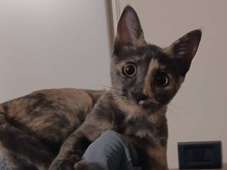 Adotta un gatto, femmina, 7 mesi, Parma