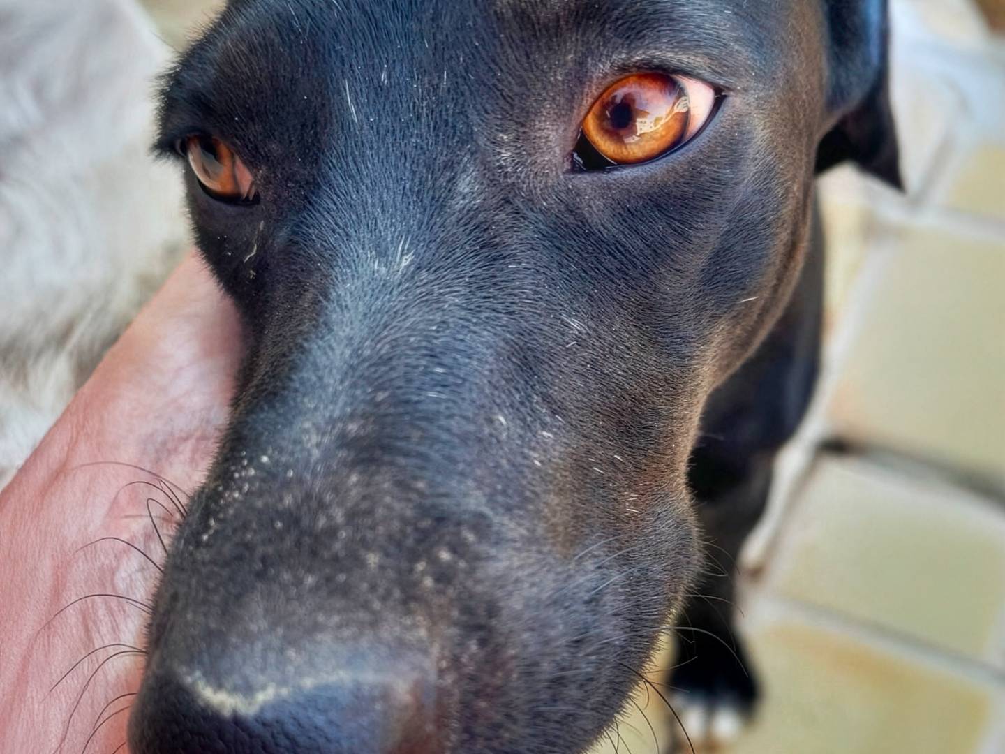 Adozione cane, femmina, Razza sconosciuta Razza sconosciuta, 8 mesi, taglia media contenuta, Agrigento