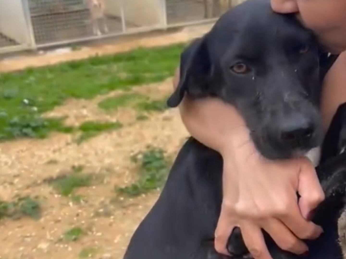 Adotta un cane, femmina, 8 mesi, Agrigento