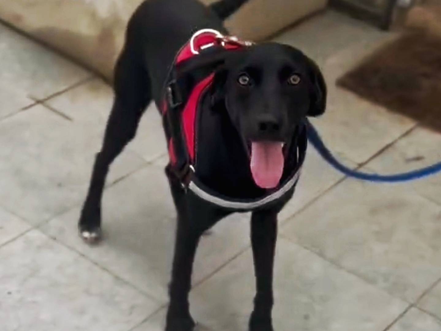 Adotta un cane, taglia media contenuta, femmina, Agrigento