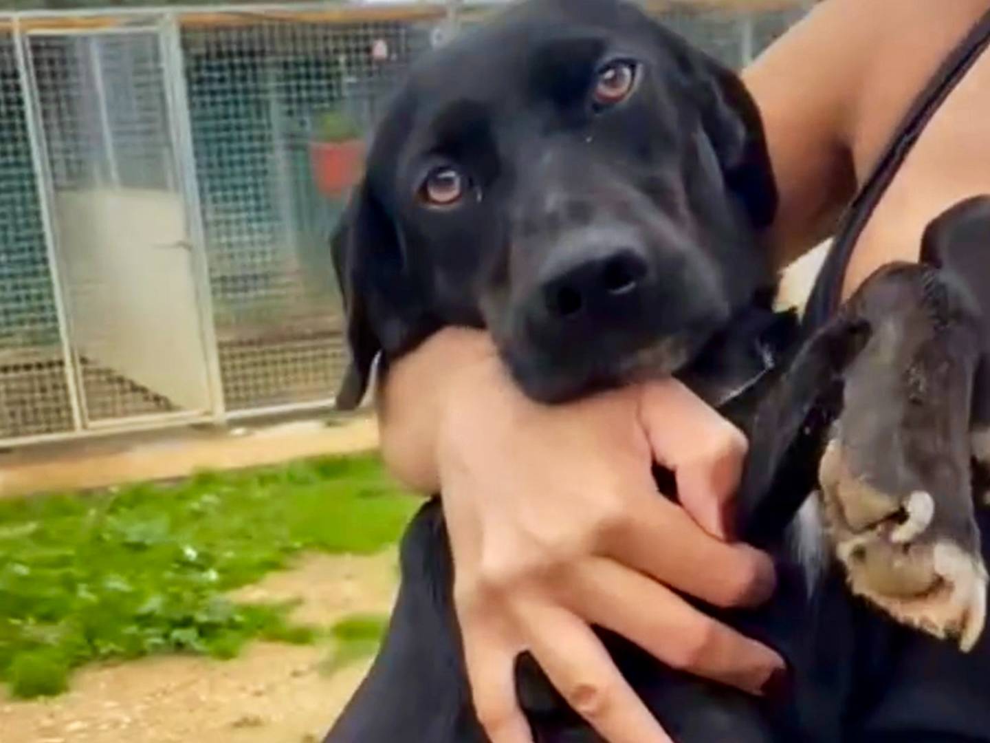 Vuoi adottare un cane a Agrigento?