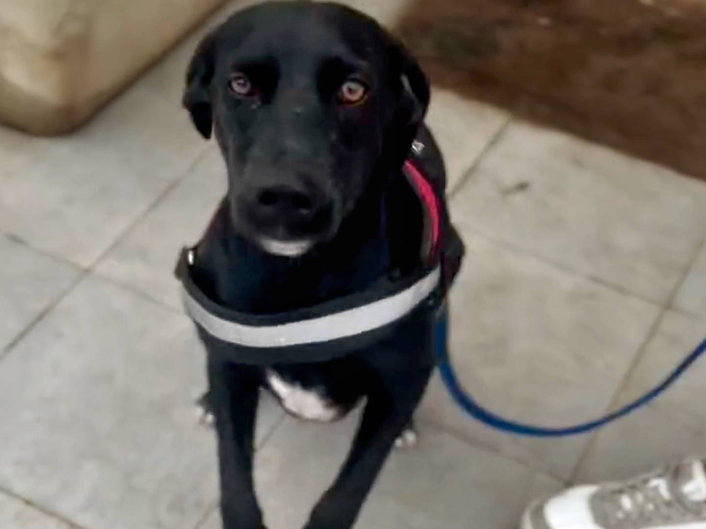 Adotta il cane Penny a Agrigento