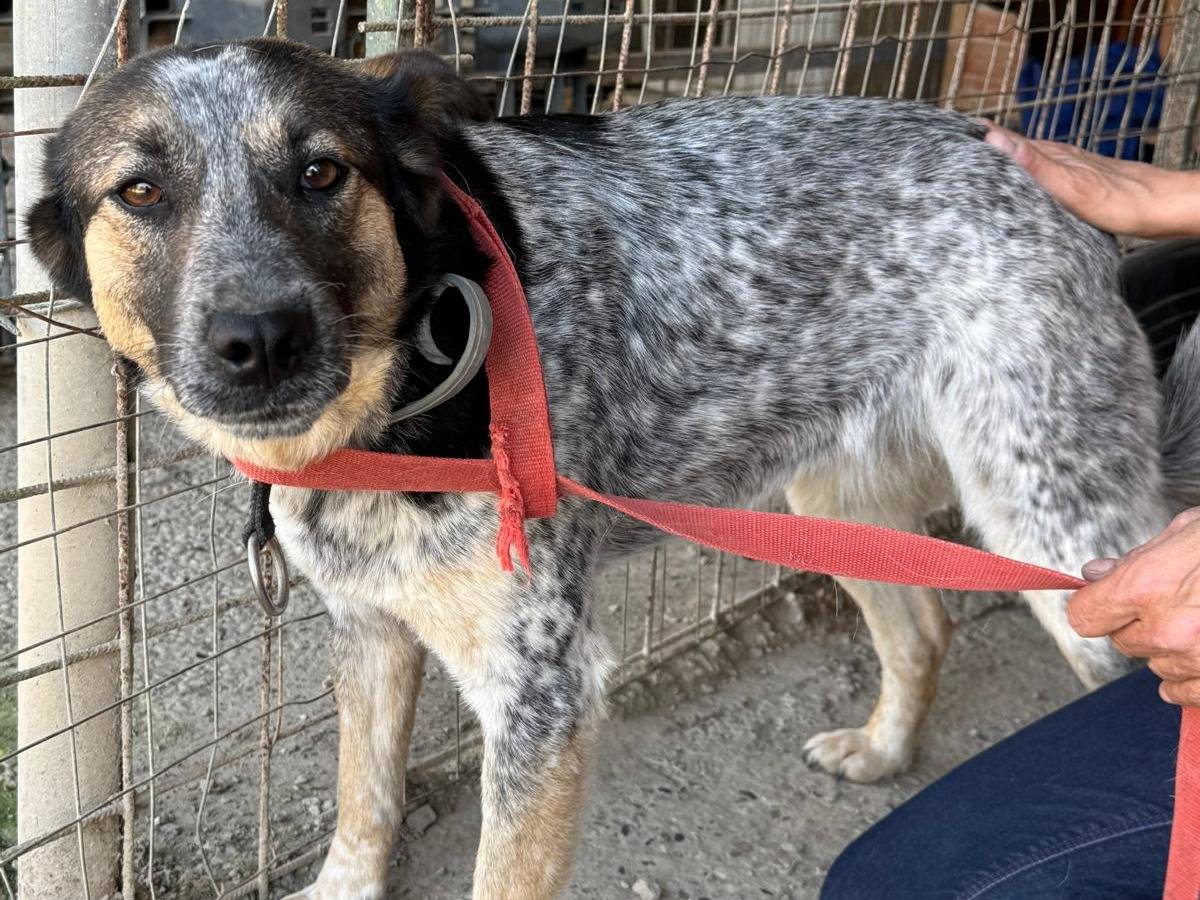 Adotta un cane, femmina, 3 anni e 4 mesi, Milano