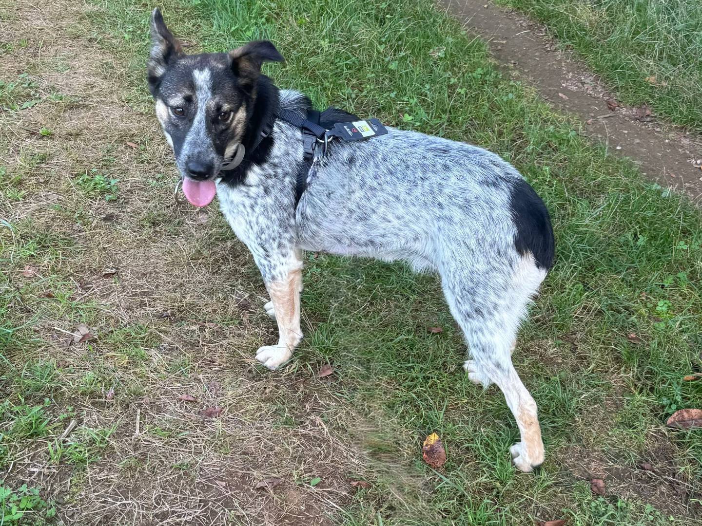 Vuoi adottare un cane a Milano?