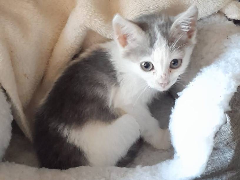 Adozione gatto, femmina, Razza sconosciuta Razza sconosciuta, 2 mesi, taglia non valida, Parma