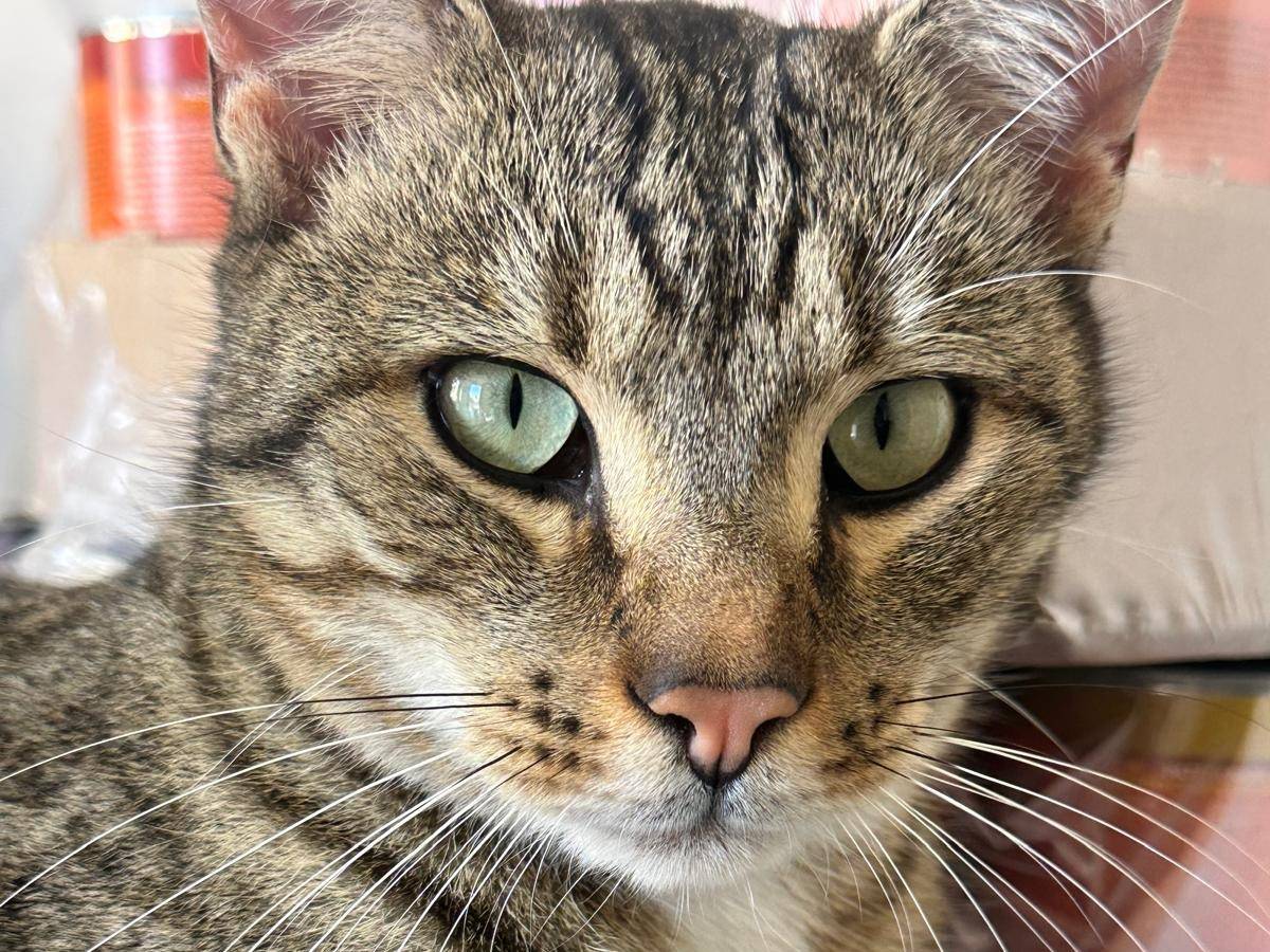 Adozione gatto, maschio, Razza sconosciuta Razza sconosciuta, 2 anni, taglia non valida, Trapani