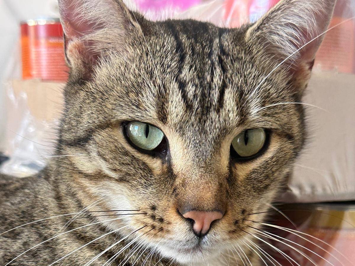 Adotta un gatto, maschio, 2 anni, Trapani