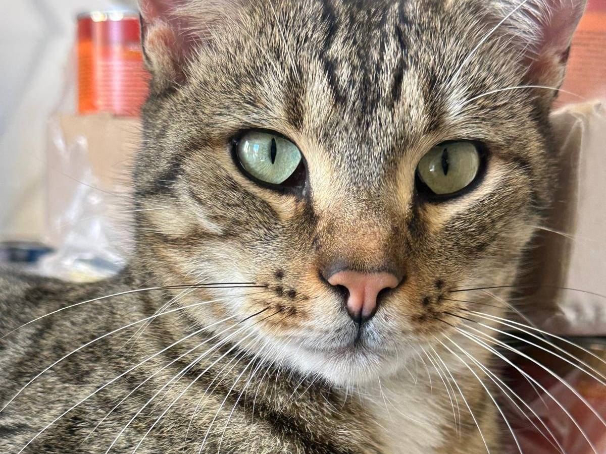 Adotta un gatto, taglia non valida, maschio, Trapani