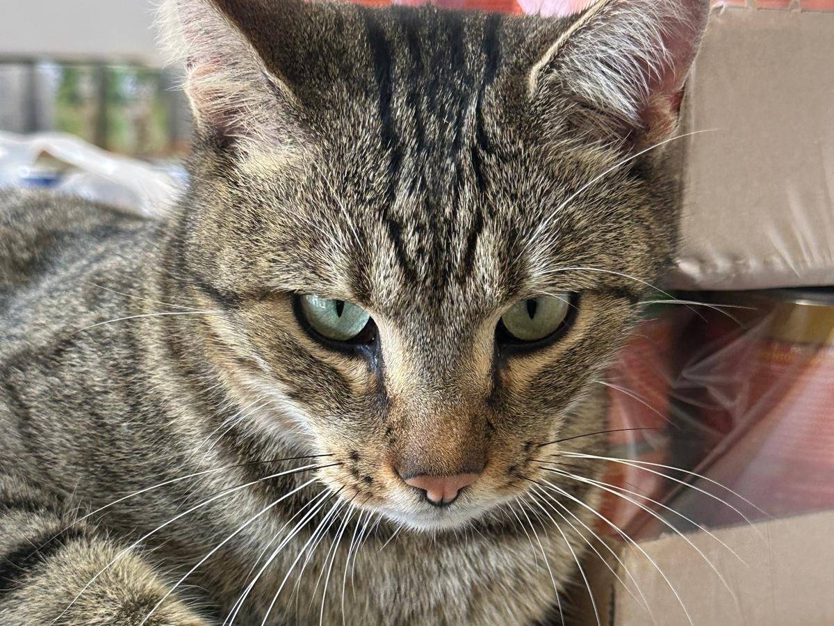 Vuoi adottare un gatto a Trapani?