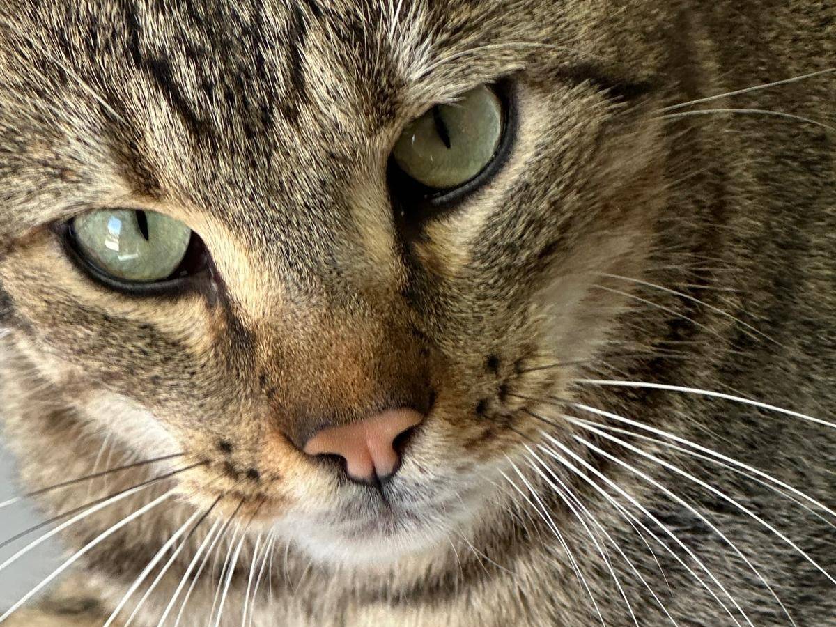 Adotta il gatto merlino a Trapani