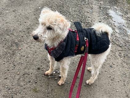 Adozione cane, femmina, Razza sconosciuta Razza sconosciuta, 2 anni e 8 mesi, taglia piccola, Milano