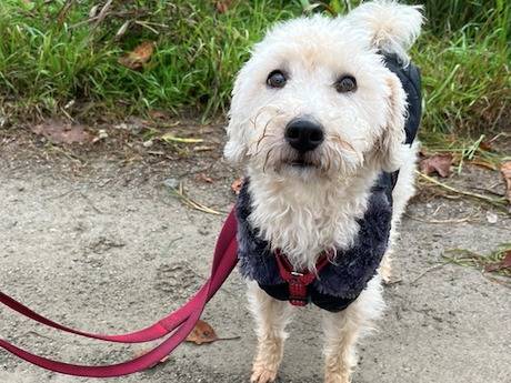 Adotta un cane, femmina, 2 anni e 8 mesi, Milano