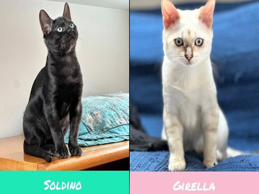 Adozione gatto, maschio, Razza sconosciuta Razza sconosciuta, 5 mesi, taglia non valida, Torino