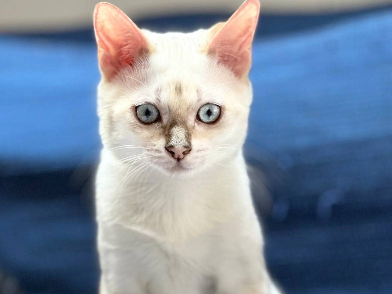 Adotta un gatto, maschio, 5 mesi, Torino