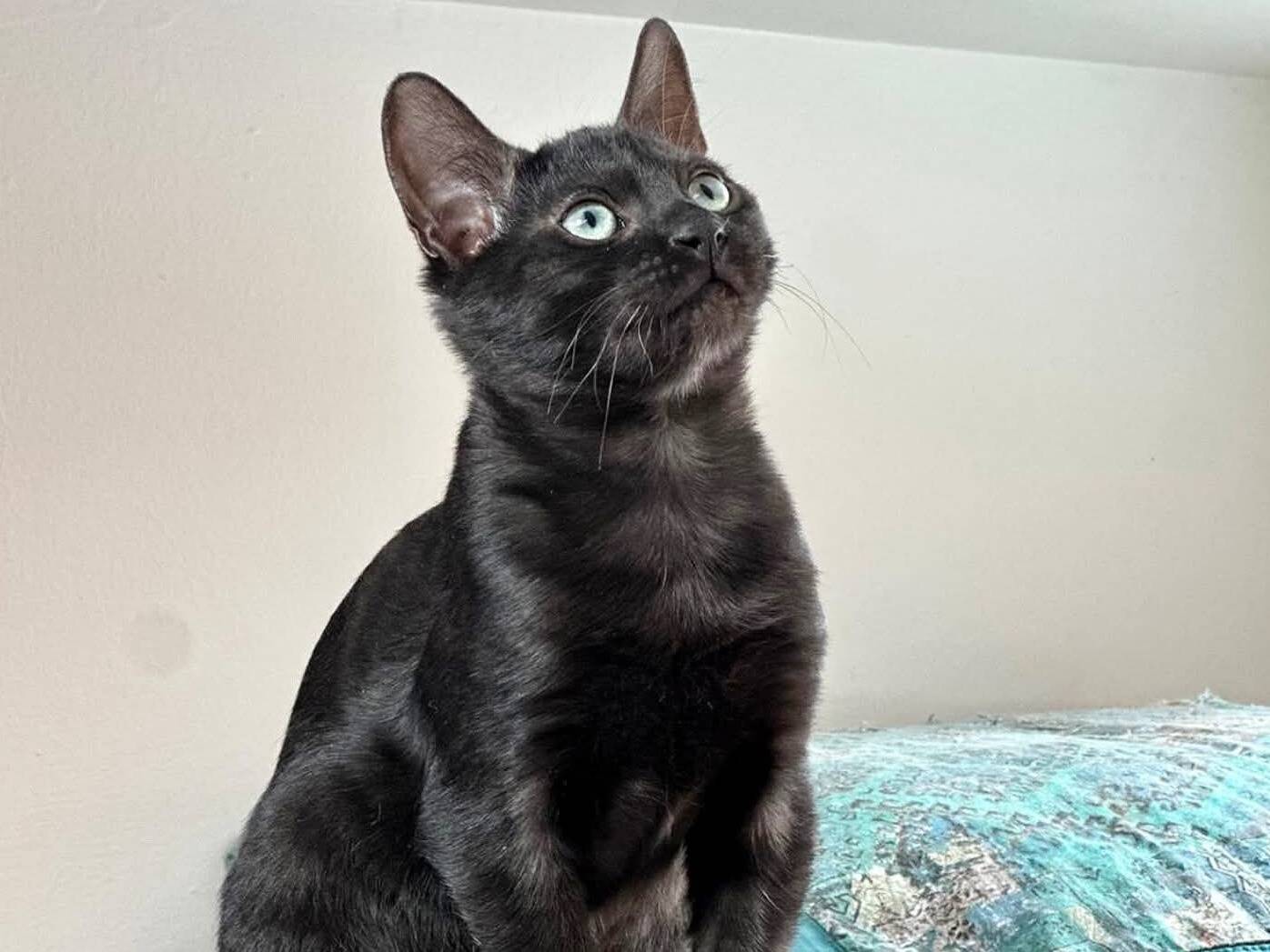 Adotta un gatto, taglia non valida, maschio, Torino