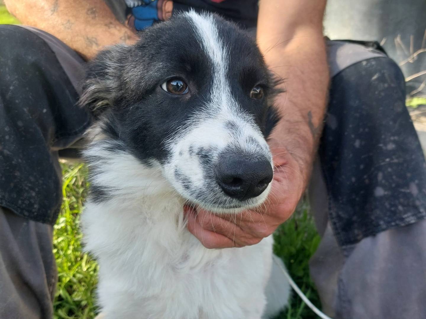 Adotta un cane, taglia media contenuta, femmina, Crotone