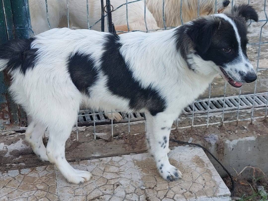 Vuoi adottare un cane a Crotone?