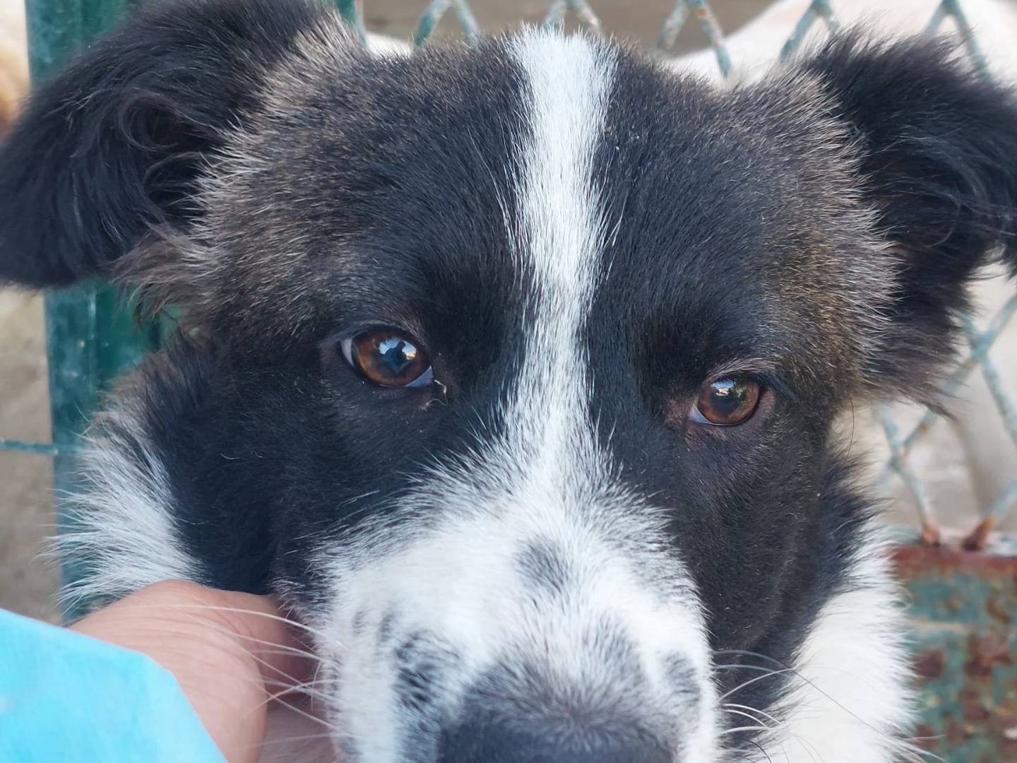 Adotta il cane MOKA  a Crotone