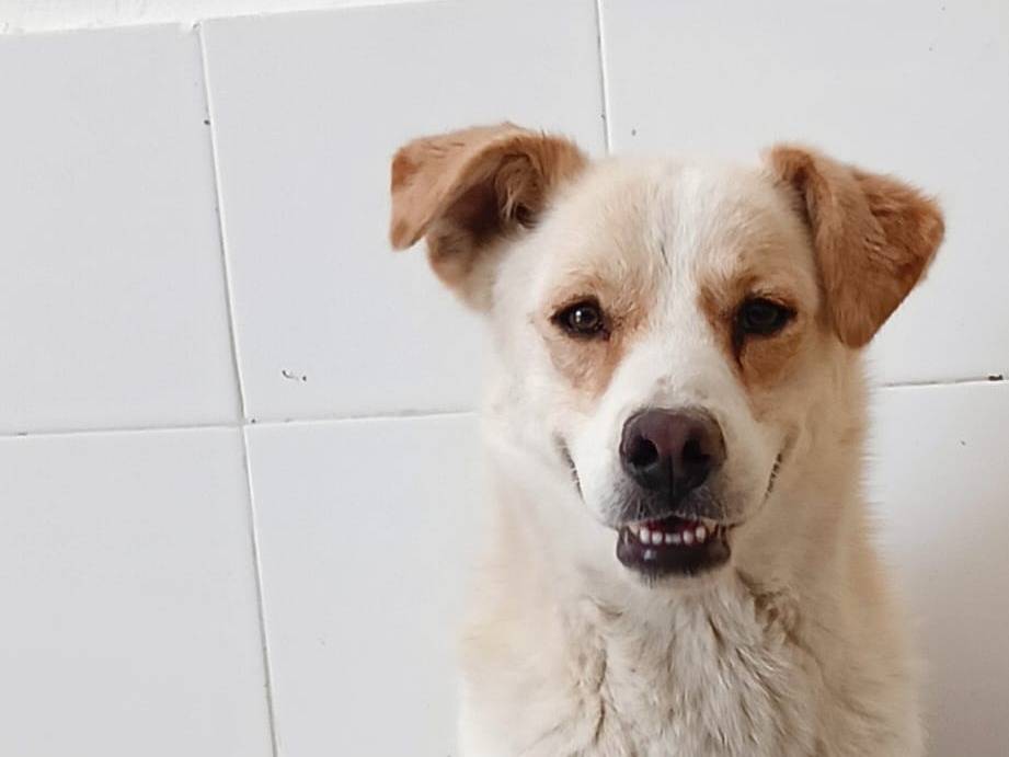 Adotta un cane, maschio, 4 anni e 1 mese, Crotone