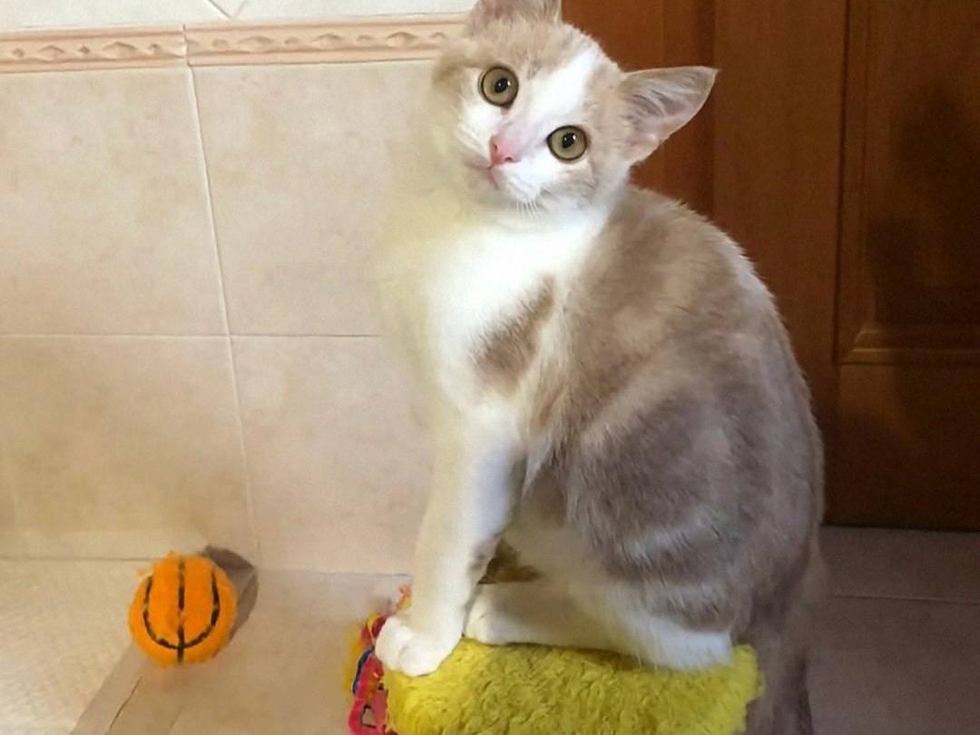 Adozione gatto, maschio, Razza sconosciuta Razza sconosciuta, 2 mesi, taglia non valida, Crotone