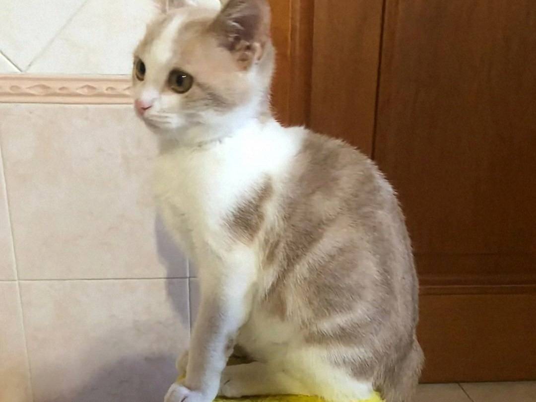 Adotta un gatto, maschio, 2 mesi, Crotone