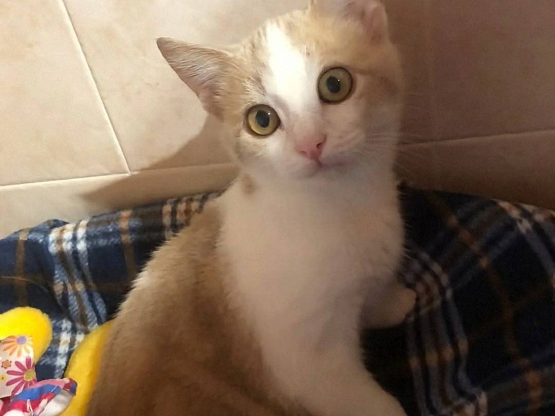 Adotta un gatto, taglia non valida, maschio, Crotone