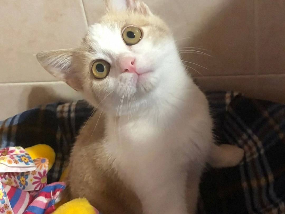 Vuoi adottare un gatto a Crotone?