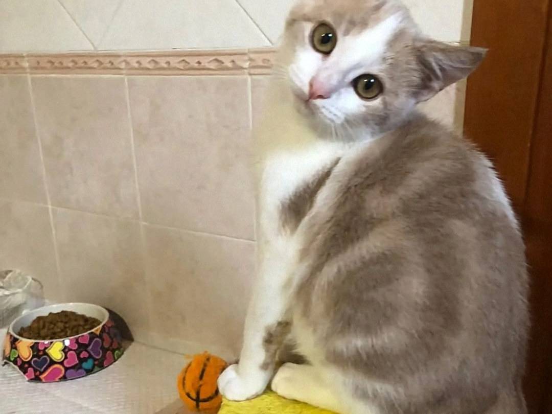 Adotta il gatto Ron a Crotone