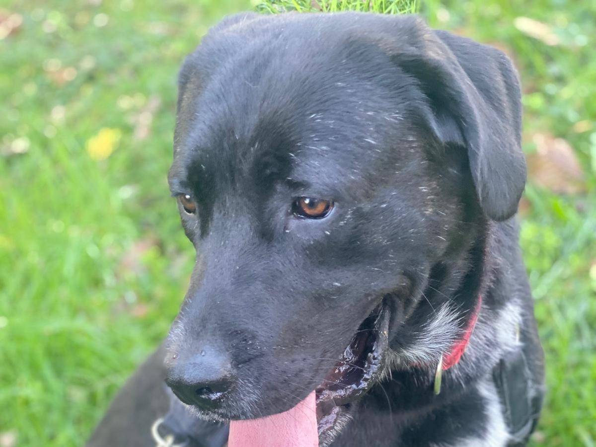 Adotta il cane Lukas  a Como