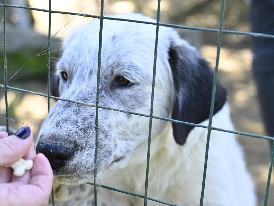 Adozione cane, maschio, Razza sconosciuta Razza sconosciuta, 5 mesi, taglia media, Vibo