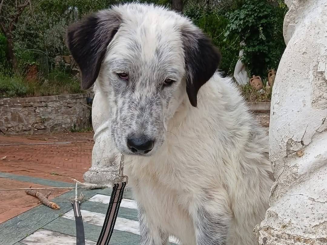 Adotta un cane, maschio, 5 mesi, Vibo