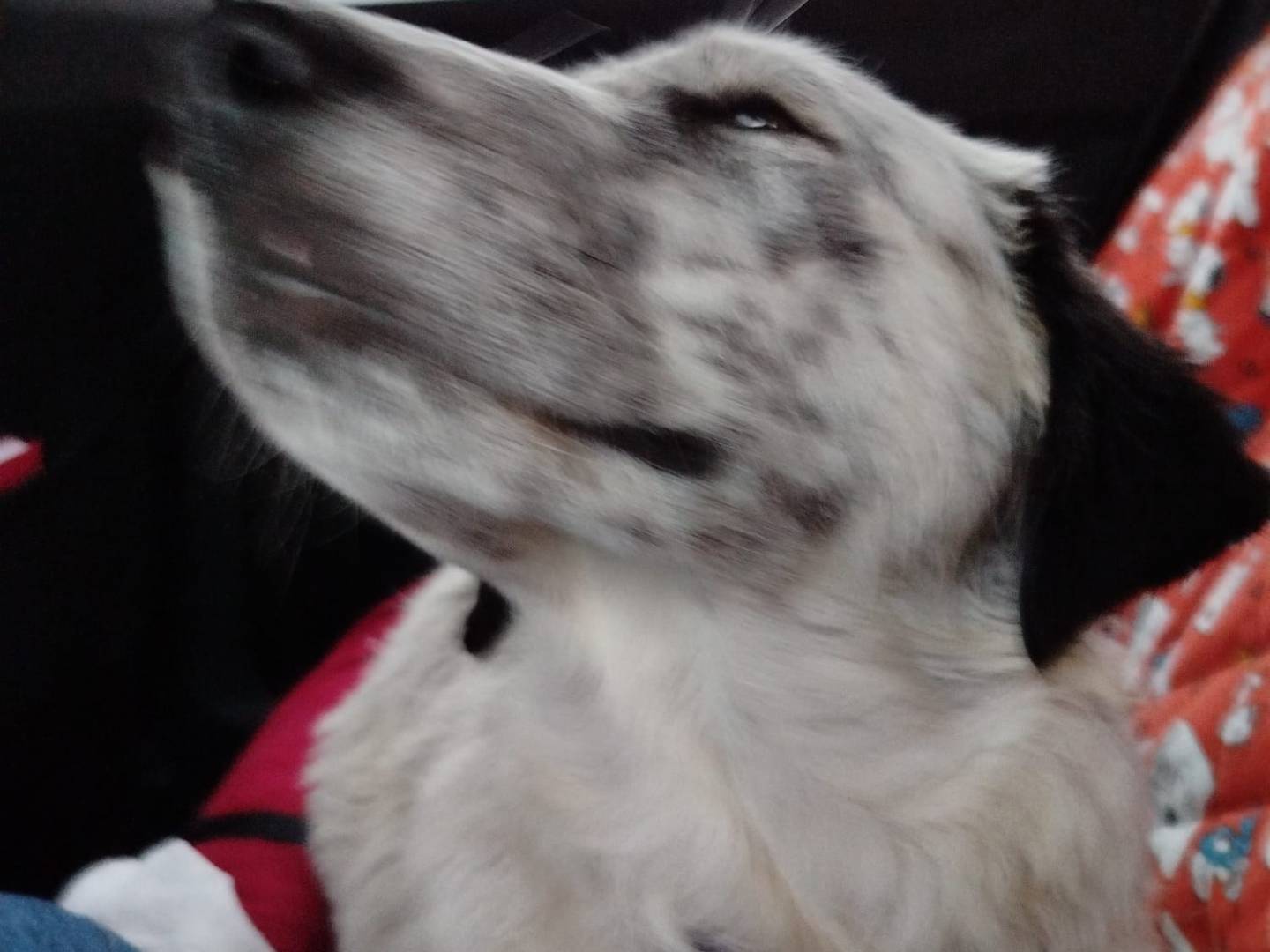 Adotta un cane, taglia media, maschio, Vibo