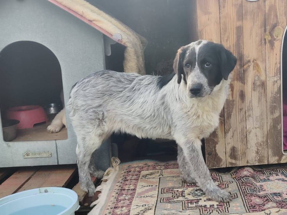 Adozione cane, femmina, Razza sconosciuta Razza sconosciuta, 5 mesi, taglia media, Vibo