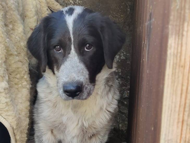 Adotta un cane, femmina, 5 mesi, Vibo