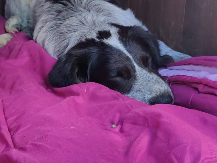 Adotta un cane, taglia media, femmina, Vibo