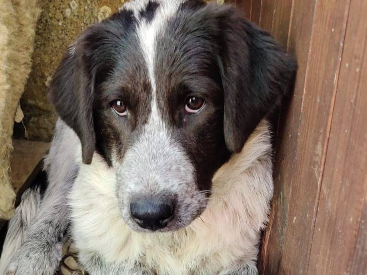 Vuoi adottare un cane a Vibo?