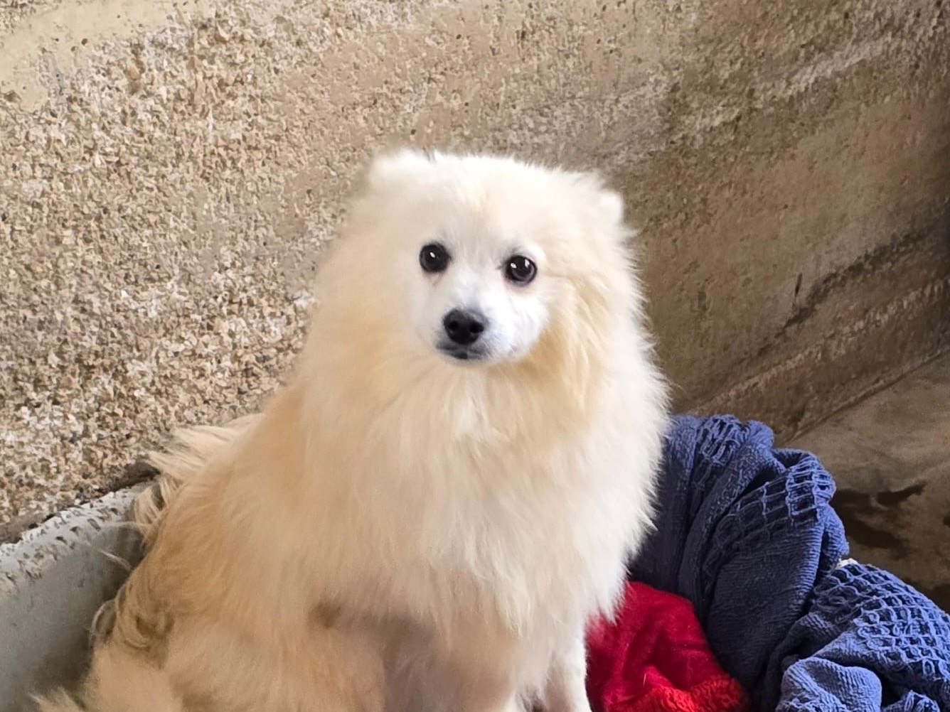 Adozione cane, maschio, Volpino di Pomerania Razza sconosciuta, 2 anni e 3 mesi, taglia piccola, Caserta