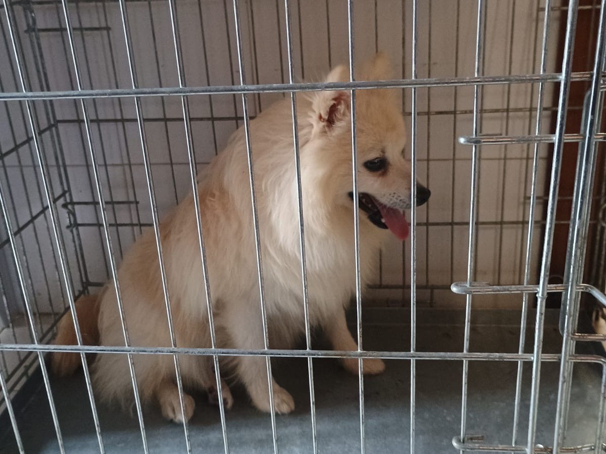 Adotta un cane, maschio, 2 anni e 3 mesi, Caserta