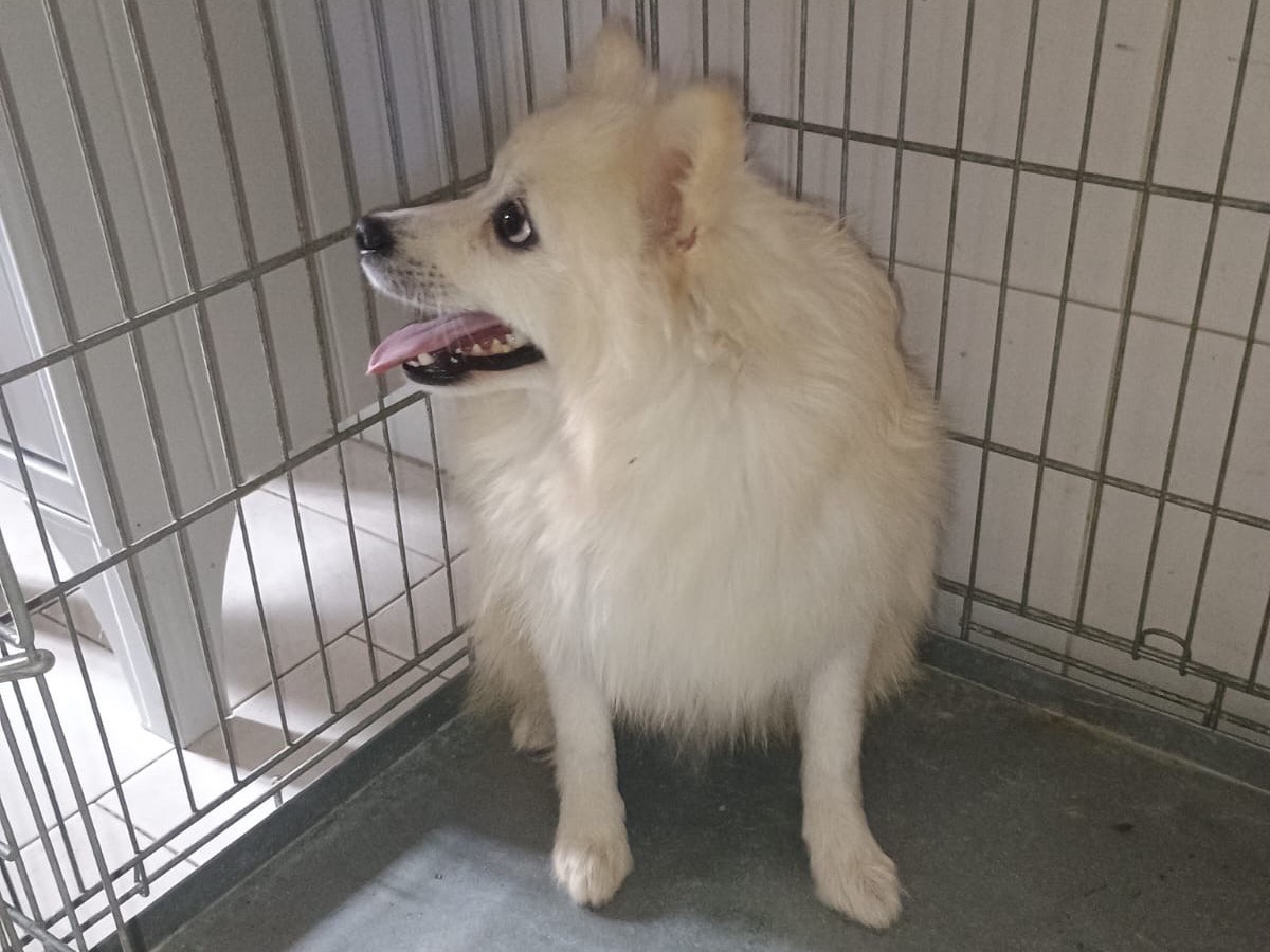 Adotta un cane, taglia piccola, maschio, Caserta