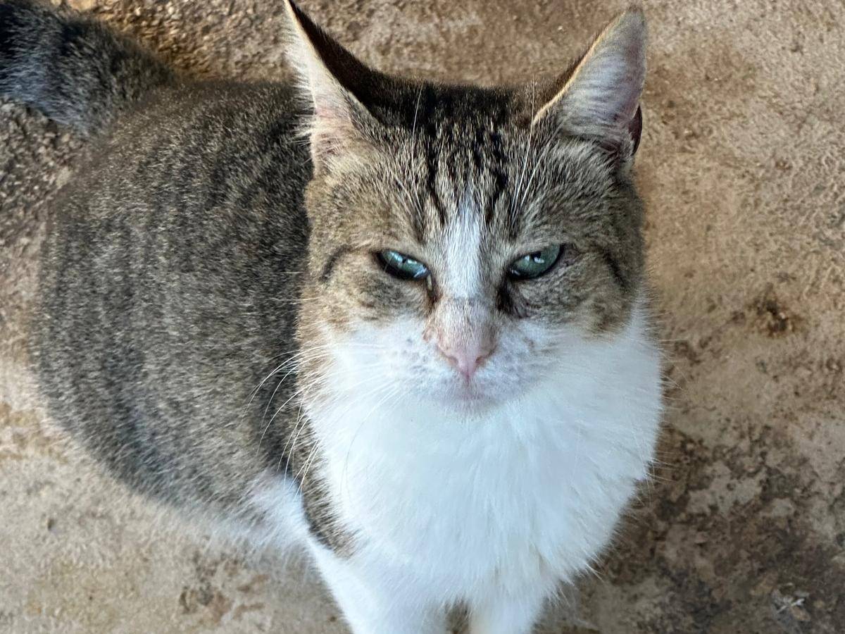 Adozione gatto, femmina, Razza sconosciuta Razza sconosciuta, 1 anno e 4 mesi, taglia non valida, Trapani