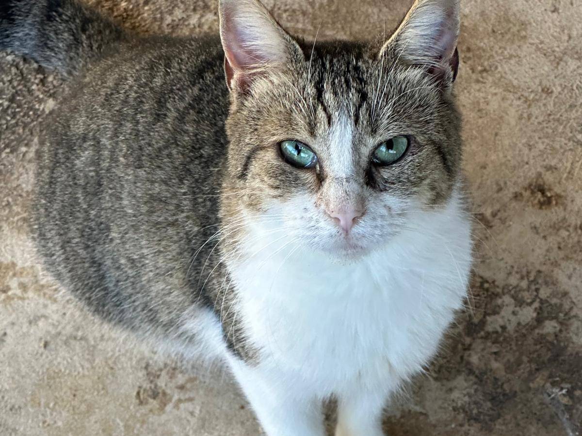 Adotta un gatto, femmina, 1 anno e 4 mesi, Trapani