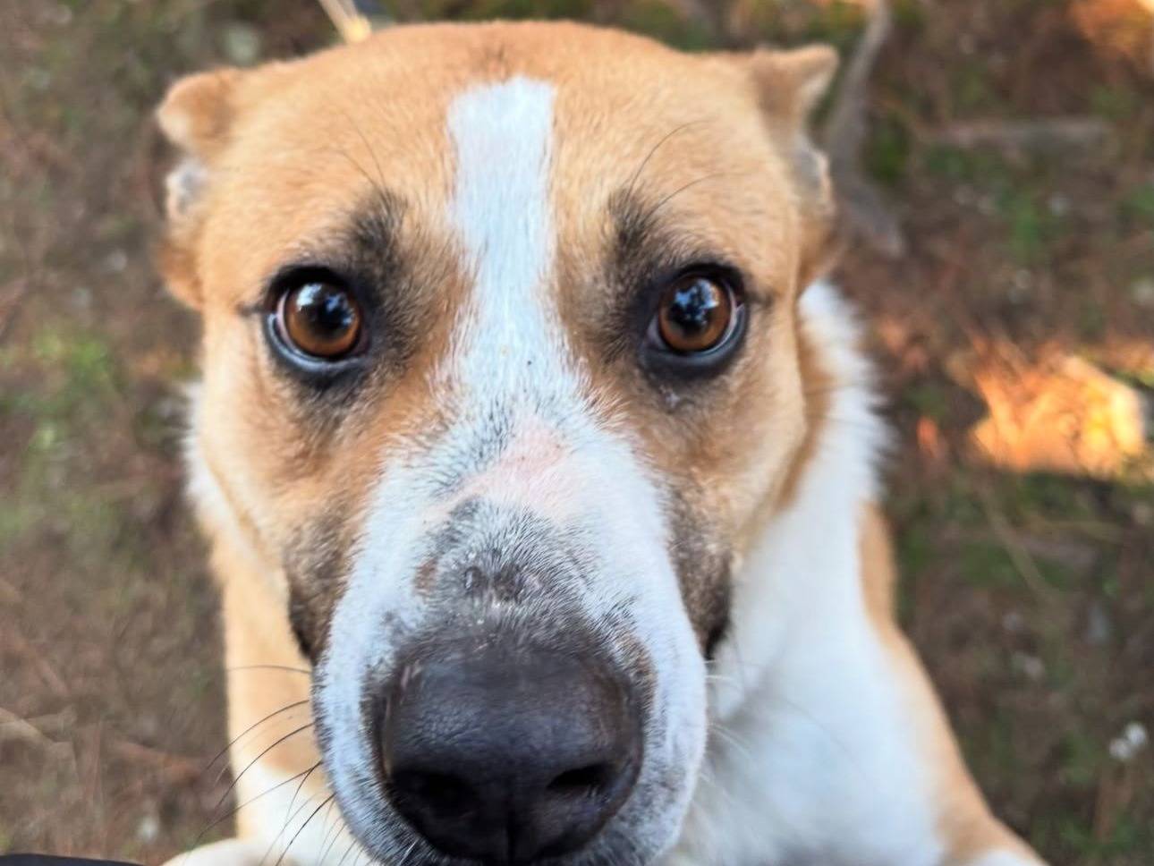 Adozione cane, femmina, Razza sconosciuta Razza sconosciuta, 3 anni, taglia media contenuta, Milano